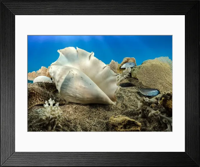 Framed Print : White Lambis truncata sea shell underwater. Shell on the seabed Framed Print : White Lambis truncata sea shell underwater. Shell on the seabed