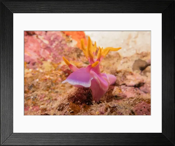Framed Print : Sea slug in the Sea of the Philippines Framed Print : Sea slug in the Sea of the Philippines
