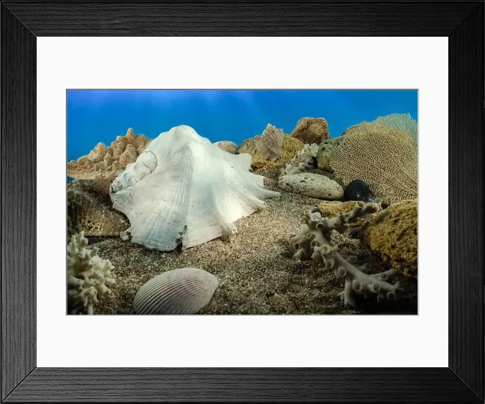 Framed Print : White Lambis truncata sea shell underwater. Shell on the seabed Framed Print : White Lambis truncata sea shell underwater. Shell on the seabed