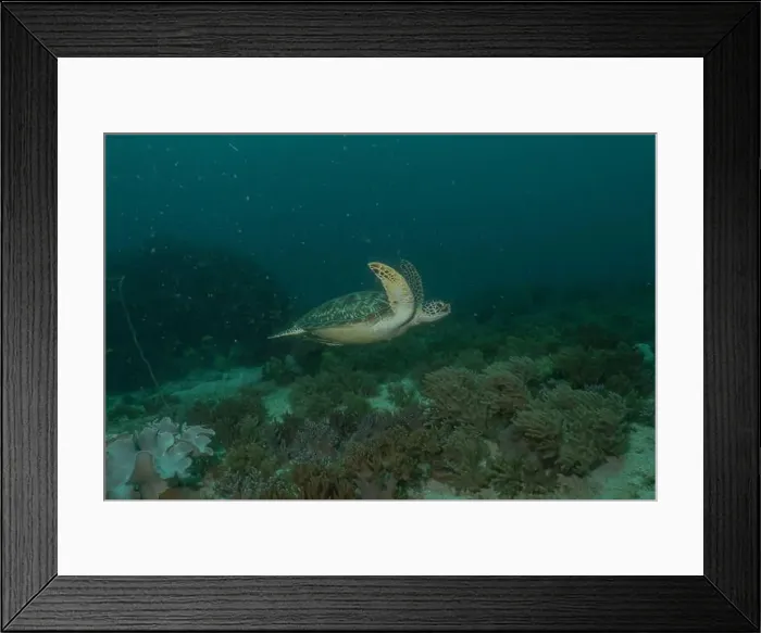 Framed Print : Hawksbill sea turtle in the Sea of the Philippines Framed Print : Hawksbill sea turtle in the Sea of the Philippines