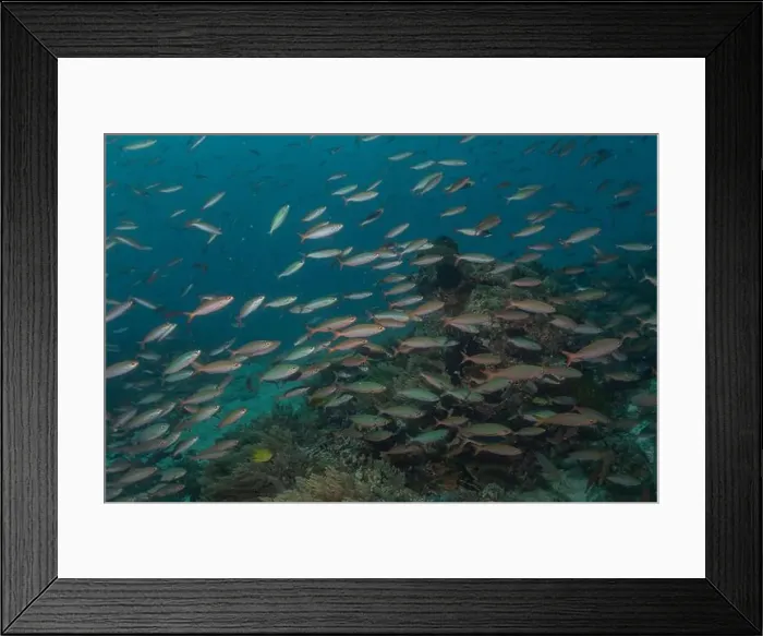 Framed Print : Fish swim in the Sea of the Philippines Framed Print : Fish swim in the Sea of the Philippines