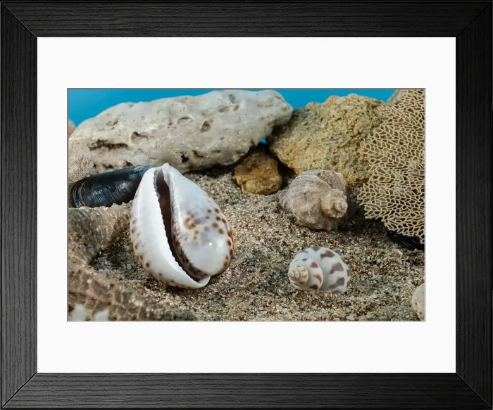 Framed Print : Tiger Cowrie sea shell underwater. Shell on the seabed Framed Print : Tiger Cowrie sea shell underwater. Shell on the seabed