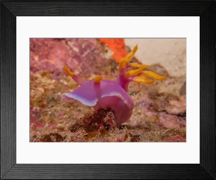 Framed Print : Sea slug in the Sea of the Philippines Framed Print : Sea slug in the Sea of the Philippines