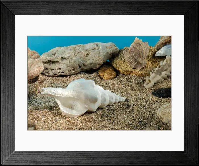 Framed Print : White Marine gastropod mollusk sea shell underwater. Shell on the seabed Framed Print : White Marine gastropod mollusk sea shell underwater. Shell on the seabed