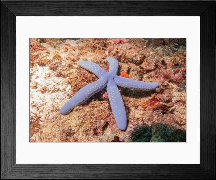 Framed Print : Starfish On the Seabed in the Sea of the Philippines