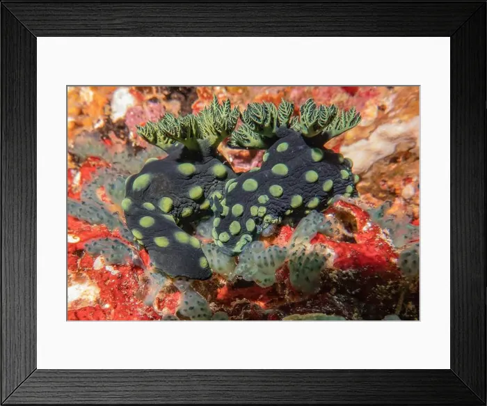 Framed Print : Sea slug in the Sea of the Philippines Framed Print : Sea slug in the Sea of the Philippines