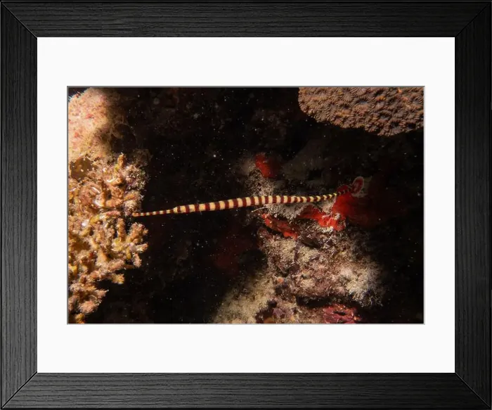 Framed Print : Banded Sea Krait Laticauda colubrina in the Sea of the Philippines Framed Print : Banded Sea Krait Laticauda colubrina in the Sea of the Philippines