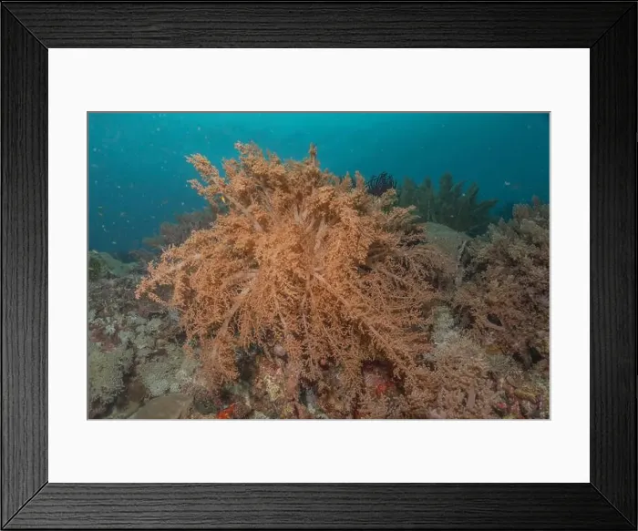 Framed Print : Coral reef and water plants in the Sea of the Philippines Framed Print : Coral reef and water plants in the Sea of the Philippines