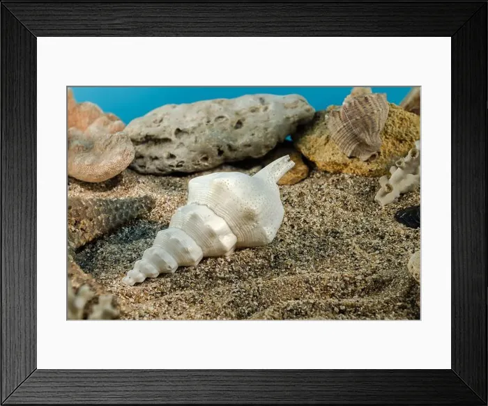 Framed Print : White Marine gastropod mollusk sea shell underwater. Shell on the seabed Framed Print : White Marine gastropod mollusk sea shell underwater. Shell on the seabed