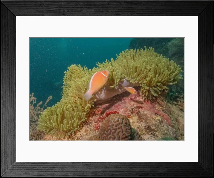 Framed Print : Coral reef and water plants in the Sea of the Philippines Framed Print : Coral reef and water plants in the Sea of the Philippines