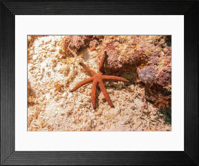 Framed Print : Starfish On the Seabed in the Sea of the Philippines Framed Print : Starfish On the Seabed in the Sea of the Philippines