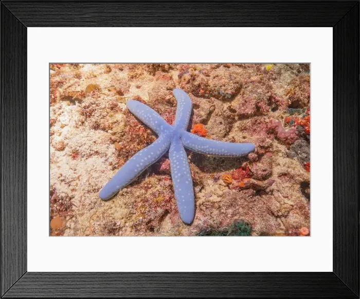 Framed Print : Starfish On the Seabed in the Sea of the Philippines Framed Print : Starfish On the Seabed in the Sea of the Philippines