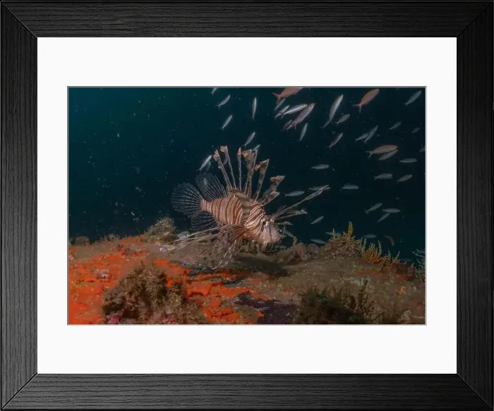 Framed Print : Lionfish in the Red Sea colorful fish, Eilat Israel Framed Print : Lionfish in the Red Sea colorful fish, Eilat Israel