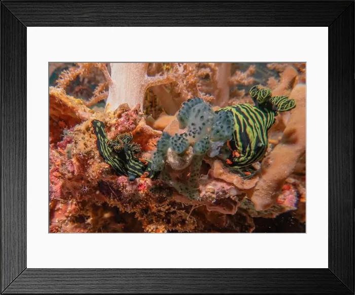 Framed Print : Sea slug in the Sea of the Philippines Framed Print : Sea slug in the Sea of the Philippines