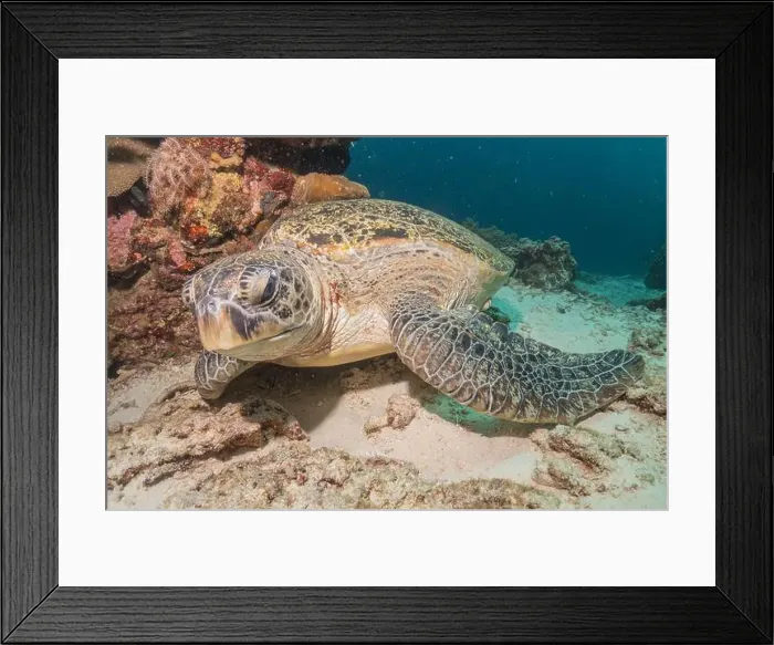 Framed Print : Hawksbill sea turtle in the Sea of the Philippines Framed Print : Hawksbill sea turtle in the Sea of the Philippines