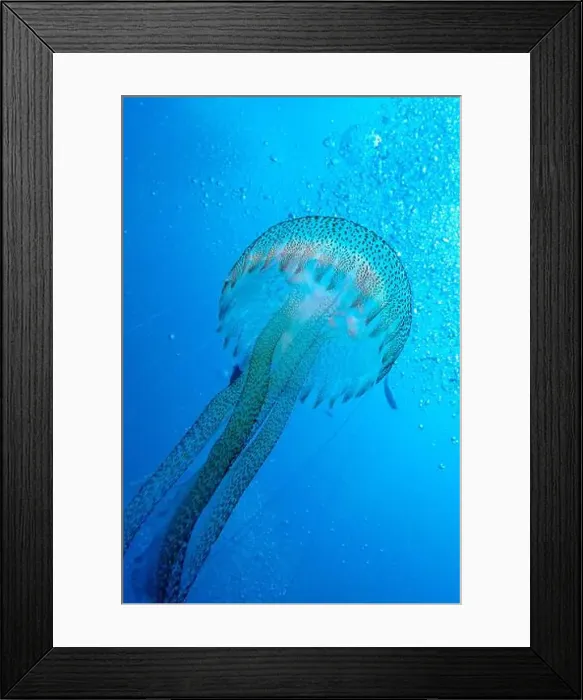 Framed Print : Jellyfish, Cabo Cope-Puntas del Calnegre Natural Park, Mediterranean Sea, Region de Murcia, Murcia, Spain, Europe