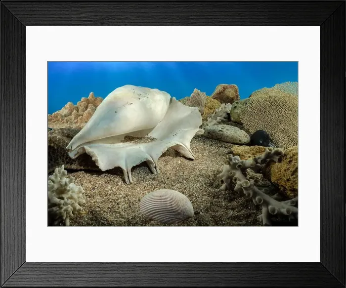 Framed Print : White Lambis truncata sea shell underwater. Shell on the seabed Framed Print : White Lambis truncata sea shell underwater. Shell on the seabed