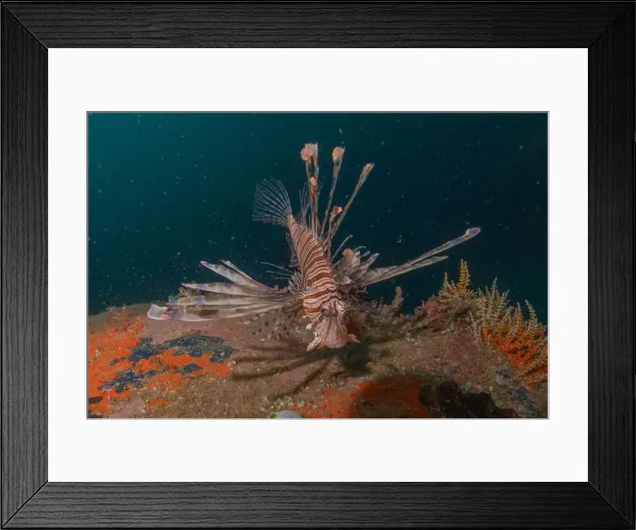 Framed Print : Lionfish in the Red Sea colorful fish, Eilat Israel Framed Print : Lionfish in the Red Sea colorful fish, Eilat Israel