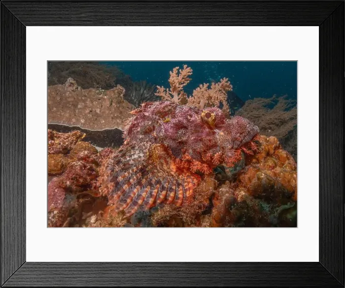 Framed Print : Fish swim in the Sea of the Philippines Framed Print : Fish swim in the Sea of the Philippines