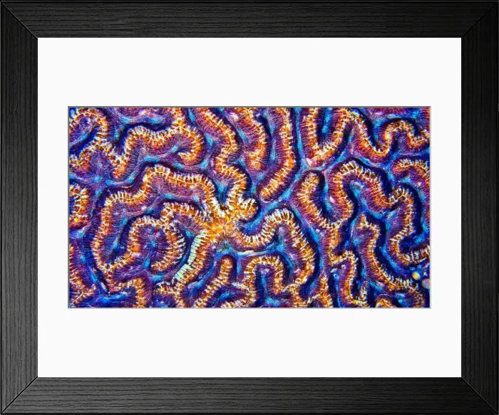 Framed Print : Brain Coral, Stony coral, Reef Building Corals Framed Print : Brain Coral, Stony coral, Reef Building Corals