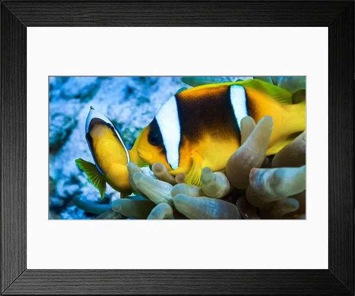 Framed Print : Red Sea Clownfish, Two Banded Anemonefish, Amphiprion bicintus, Coral Reef, Red Sea, Egypt, Africa Framed Print : Red Sea Clownfish, Two Banded Anemonefish, Amphiprion bicintus, Coral Reef, Red Sea, Egypt, Africa