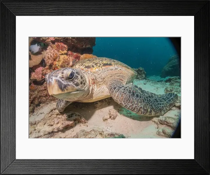 Framed Print : Hawksbill sea turtle in the Sea of the Philippines Framed Print : Hawksbill sea turtle in the Sea of the Philippines
