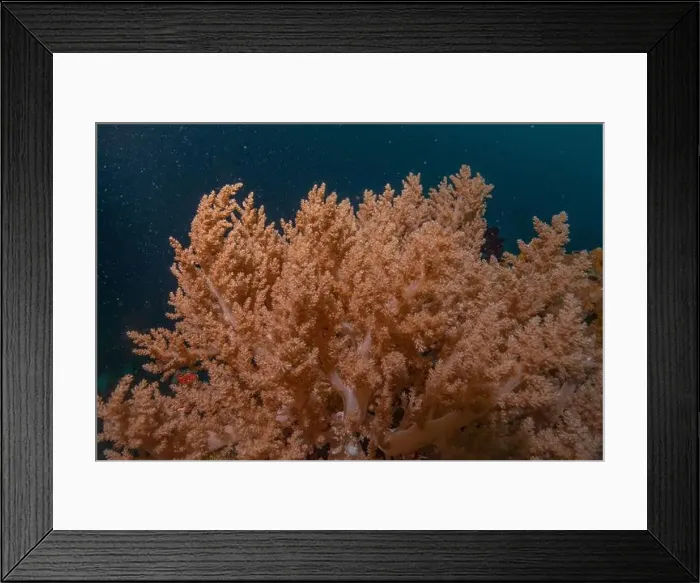 Framed Print : Coral reef and water plants in the Sea of the Philippines Framed Print : Coral reef and water plants in the Sea of the Philippines