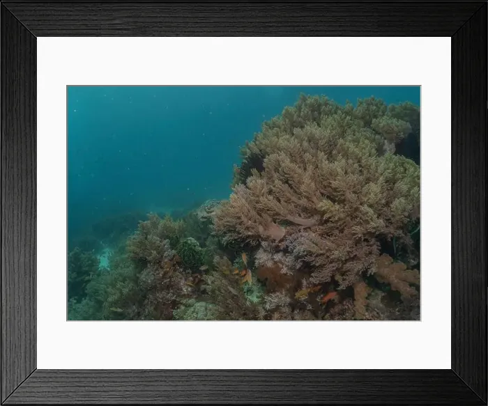 Framed Print : Coral reef and water plants in the Sea of the Philippines Framed Print : Coral reef and water plants in the Sea of the Philippines
