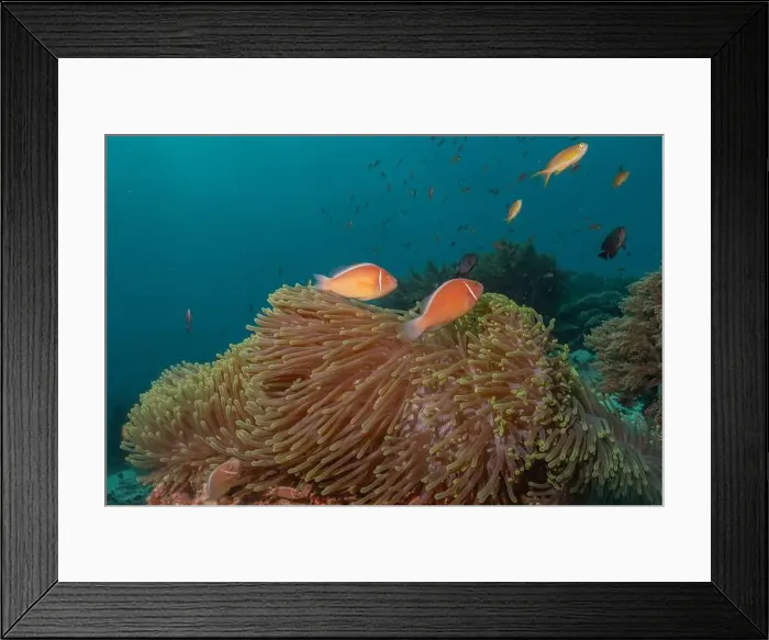Framed Print : Coral reef and water plants in the Sea of the Philippines Framed Print : Coral reef and water plants in the Sea of the Philippines