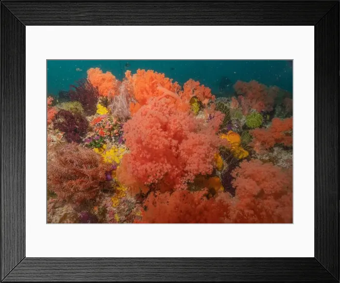 Framed Print : Coral reef and water plants in the Sea of the Philippines