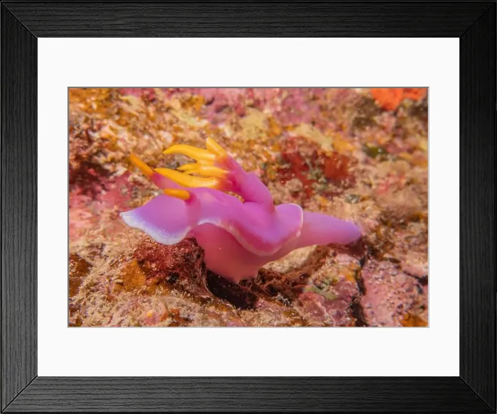 Framed Print : Sea slug in the Sea of the Philippines Framed Print : Sea slug in the Sea of the Philippines