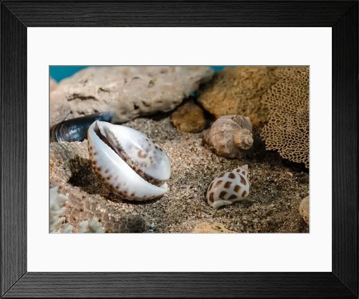 Framed Print : Tiger Cowrie sea shell underwater. Shell on the seabed Framed Print : Tiger Cowrie sea shell underwater. Shell on the seabed