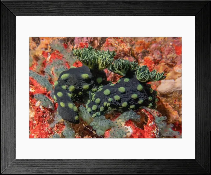 Framed Print : Sea slug in the Sea of the Philippines Framed Print : Sea slug in the Sea of the Philippines