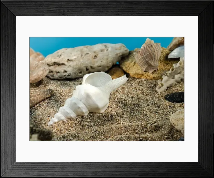 Framed Print : White Marine gastropod mollusk sea shell underwater. Shell on the seabed Framed Print : White Marine gastropod mollusk sea shell underwater. Shell on the seabed