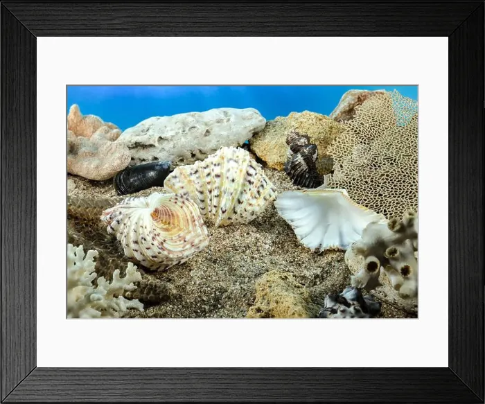 Framed Print : Hippopus hippopus sea shell on the seabed underwater Framed Print : Hippopus hippopus sea shell on the seabed underwater