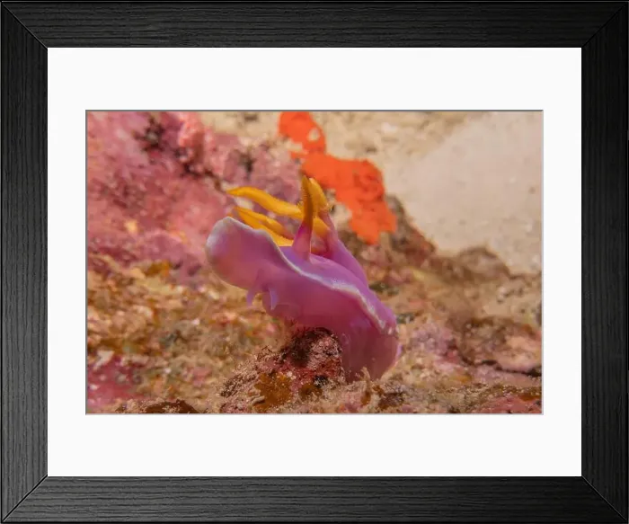 Framed Print : Sea slug in the Sea of the Philippines Framed Print : Sea slug in the Sea of the Philippines