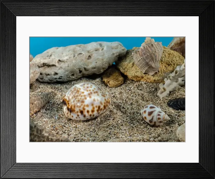 Framed Print : Tiger Cowrie sea shell underwater. Shell on the seabed Framed Print : Tiger Cowrie sea shell underwater. Shell on the seabed