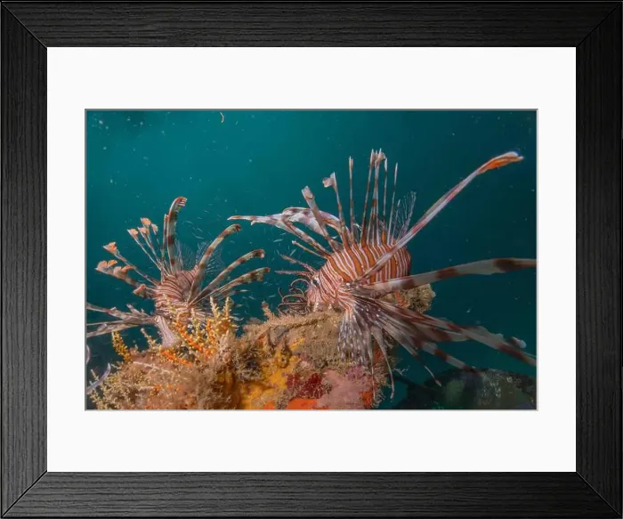 Framed Print : Lionfish in the Red Sea colorful fish, Eilat Israel Framed Print : Lionfish in the Red Sea colorful fish, Eilat Israel