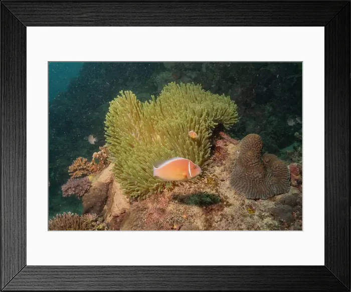 Framed Print : Coral reef and water plants in the Sea of the Philippines Framed Print : Coral reef and water plants in the Sea of the Philippines