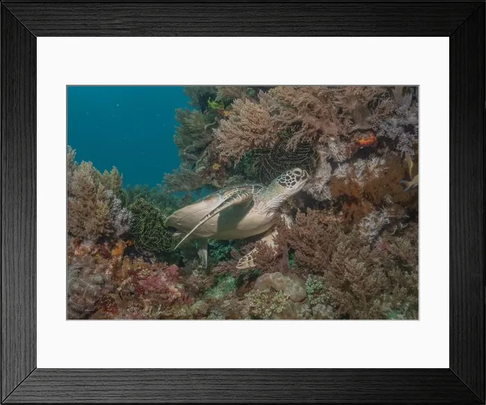 Framed Print : Hawksbill sea turtle in the Sea of the Philippines Framed Print : Hawksbill sea turtle in the Sea of the Philippines