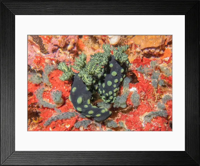 Framed Print : Sea slug in the Sea of the Philippines Framed Print : Sea slug in the Sea of the Philippines
