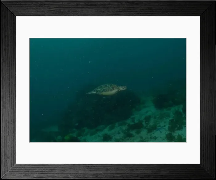 Framed Print : Hawksbill sea turtle in the Sea of the Philippines Framed Print : Hawksbill sea turtle in the Sea of the Philippines