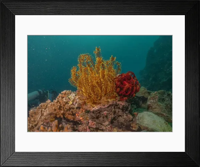 Framed Print : Coral reef and water plants in the Sea of the Philippines Framed Print : Coral reef and water plants in the Sea of the Philippines