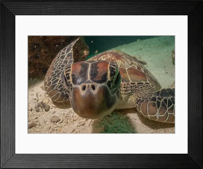 Framed Print : Hawksbill sea turtle in the Sea of the Philippines Framed Print : Hawksbill sea turtle in the Sea of the Philippines
