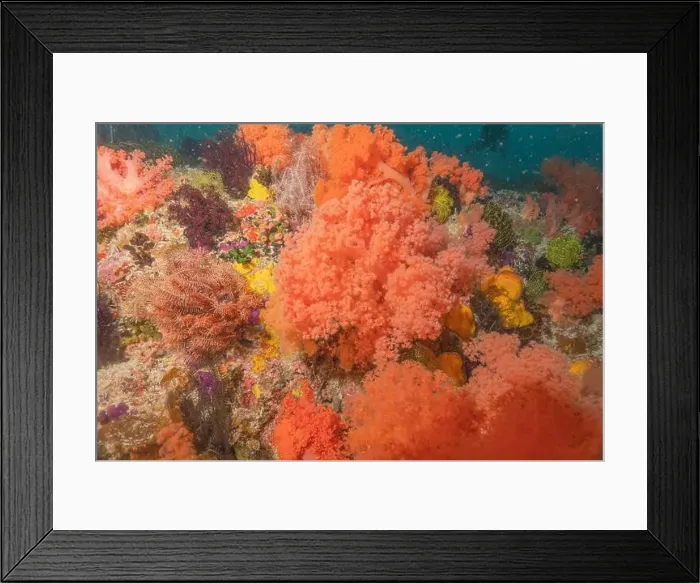 Framed Print : Coral reef and water plants in the Sea of the Philippines Framed Print : Coral reef and water plants in the Sea of the Philippines