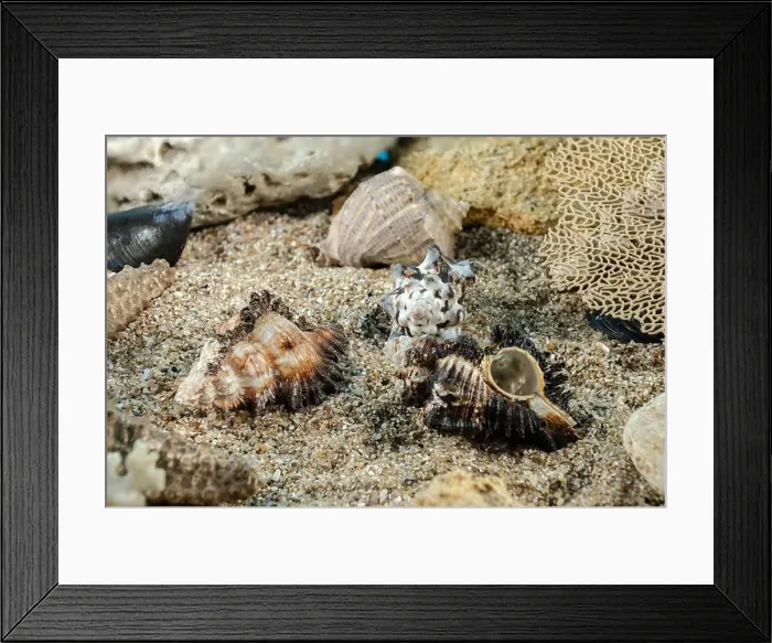 Framed Print : Murex Indivia Longspine sea shells underwater on the seabed Framed Print : Murex Indivia Longspine sea shells underwater on the seabed