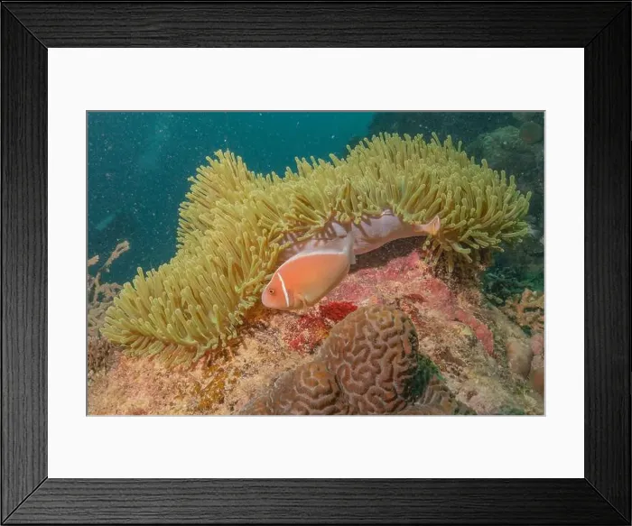 Framed Print : Coral reef and water plants in the Sea of the Philippines Framed Print : Coral reef and water plants in the Sea of the Philippines