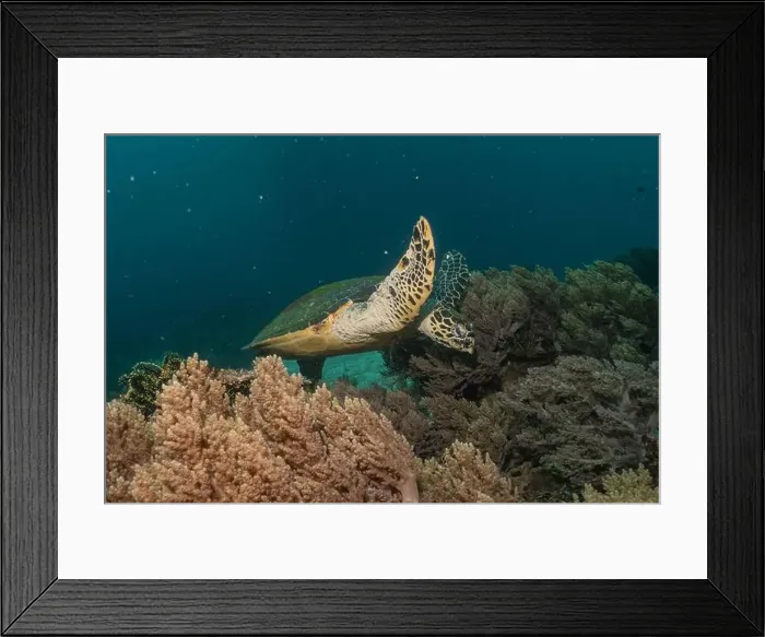 Framed Print : Hawksbill sea turtle in the Sea of the Philippines Framed Print : Hawksbill sea turtle in the Sea of the Philippines