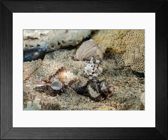 Framed Print : Murex Indivia Longspine sea shells underwater on the seabed Framed Print : Murex Indivia Longspine sea shells underwater on the seabed