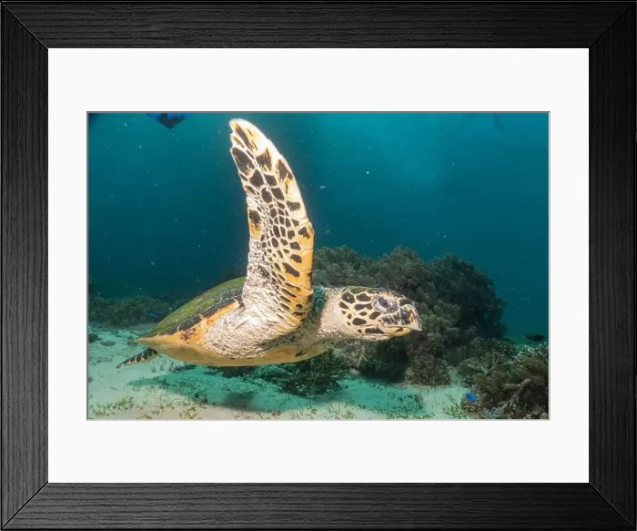 Framed Print : Hawksbill sea turtle in the Sea of the Philippines Framed Print : Hawksbill sea turtle in the Sea of the Philippines